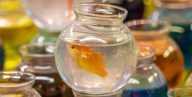 goldfish, fish, animals as games, animals as prizes, carnival games