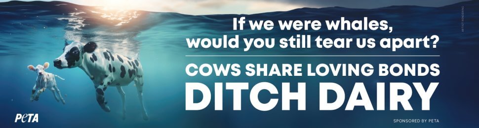 If We Were Whales Would You Still Tear Us Apart? Ditch Dairy.