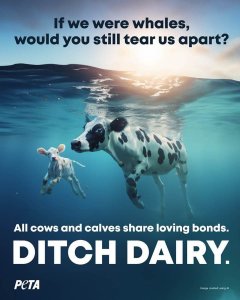 If we wer Cows Are Land Whales—Ditch Dairy, Says PETA’s Boardwalk Bombardment