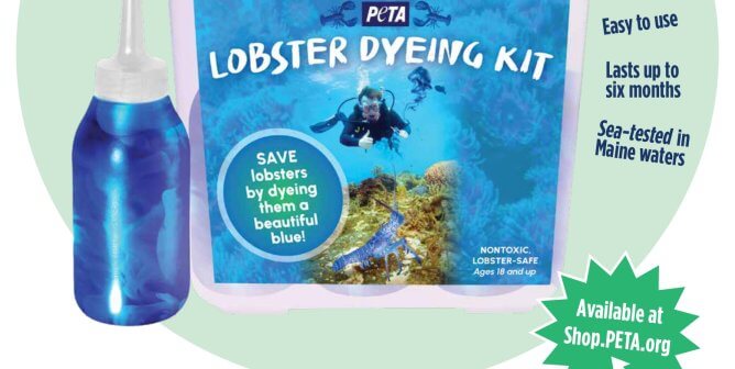 Save Lobsters By Dyeing Them A Bold, Beautiful Blue (April Fools’)
