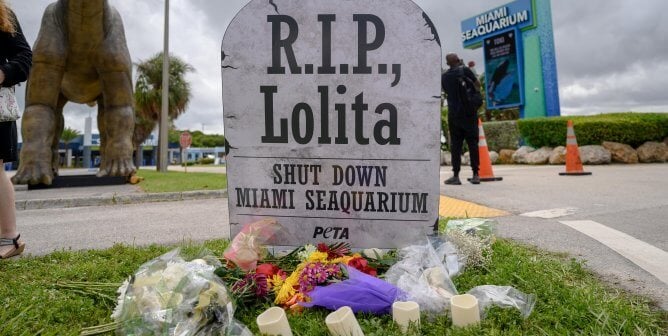 Lolita tombstone with flowers at Miami Seaquarium, text reads "RIP Lolita, Shut down Miami Seaquarium", which is also a sad symbol for the results of Lolita the orca''s necropsy