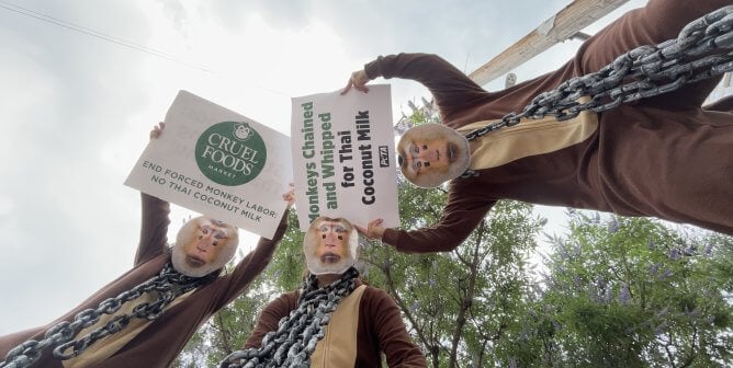 peta whole foods thai coconut milk demo