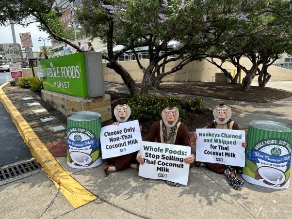 peta "monkeys" chain themselves to giant thai coconut milk cans outside of whole foods HQ