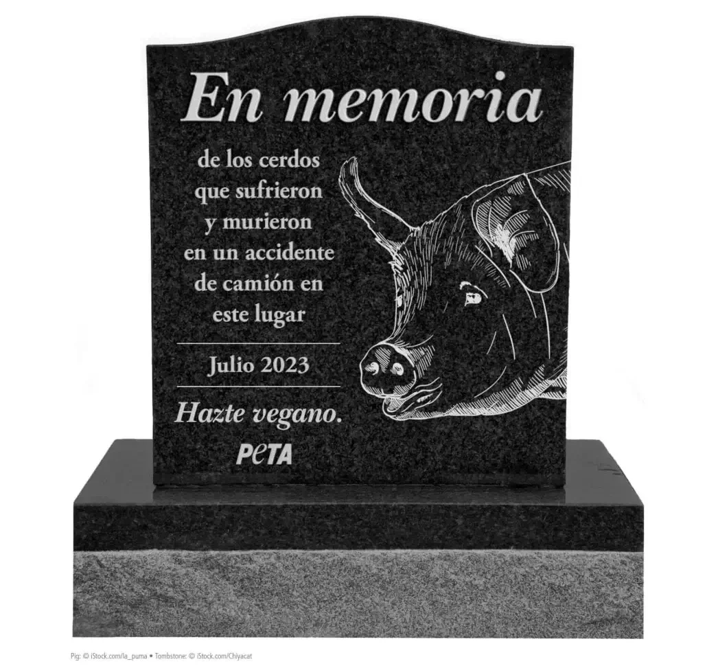 an etched headstone with an illustration of a pig reading: "In memory of the pigs who suffered and died in a truck accident at this spot. July 2023. Try vegan. PETA." in Spanish