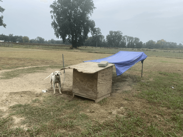 Porsha stands behind her dog house with new shady run