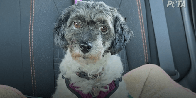 Ada the Dog Is Spending Her Golden Years Living the Good Life