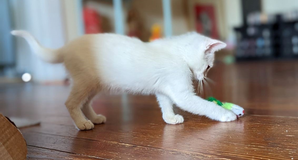Cute white kitten Slurpee playing with a toy