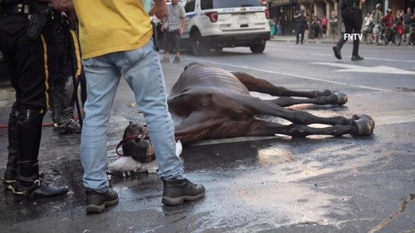 Ryder laying on the street