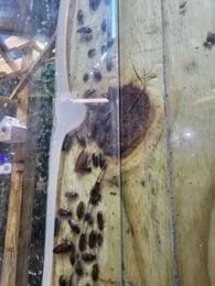multiple cockroaches crawling between a cockatiel and Bengal cat enclosure at SeaQuest Trumbull
