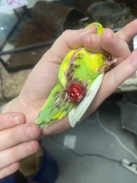 an eggbound budgie bird held in a human hand with open wound showing, at SeaQuest Trumbull