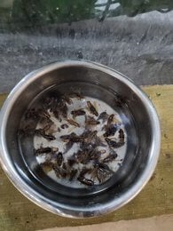 multiple cockroaches floating in a Bengal cat's water bowl