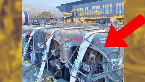 Scandinavian Airlines Makes Money by Flying Dogs to Their Deaths
