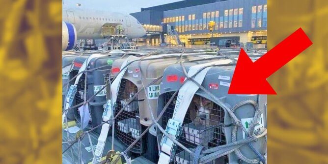 Dogs in crates at Scandinavian Airlines