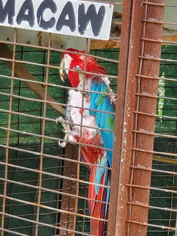 scarlet macaw missing feathers holding onto rusted cage bars
