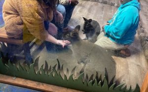 Visitors at SeaQuest Las Vegas touch wallabies in a public encounter.