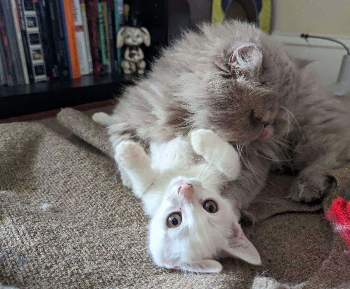 PETA-rescued kitten Slurpee with fluffy foster sibling