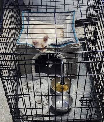 The whistleblower reported that this Bengal cat was confined to this cramped crate for over two months at SeaQuest Trumbull Victory! SeaQuest Trumbull Closing Following Pressure From PETA