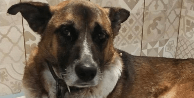 Hamlet rescue ukraine