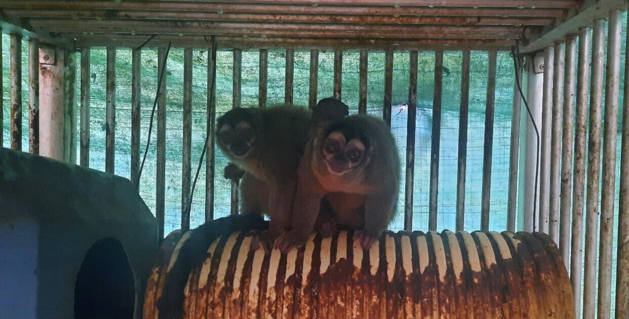 Two aotus monkeys sit in a filthy cage on top of a corrugated pipe