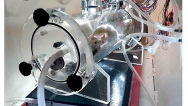 Rat in hyperbaric chamber