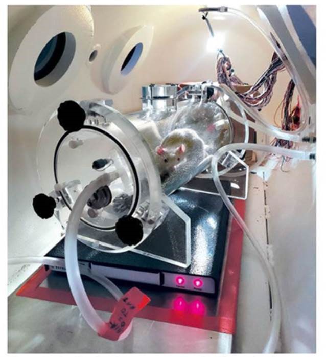 Rat in hyperbaric chamber