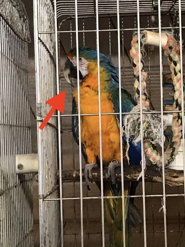 Waccatee Zoo 3 9 20 Darren Minier macaw long beak 5787 USDA Violations and How to Spot Them to Help Birds