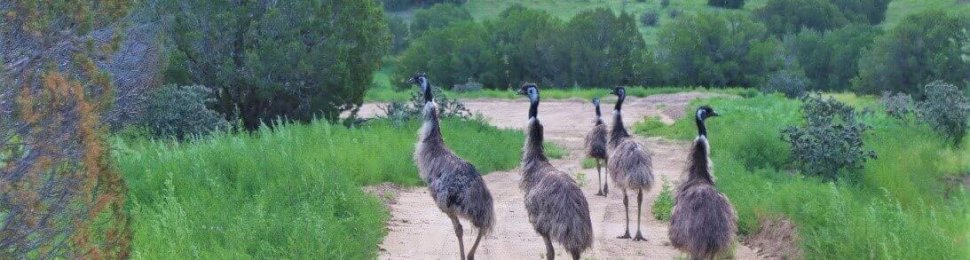 Emus walking down dirt path in open area