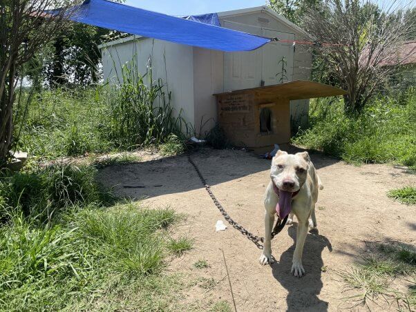 Zion on a chain with newly provided shade