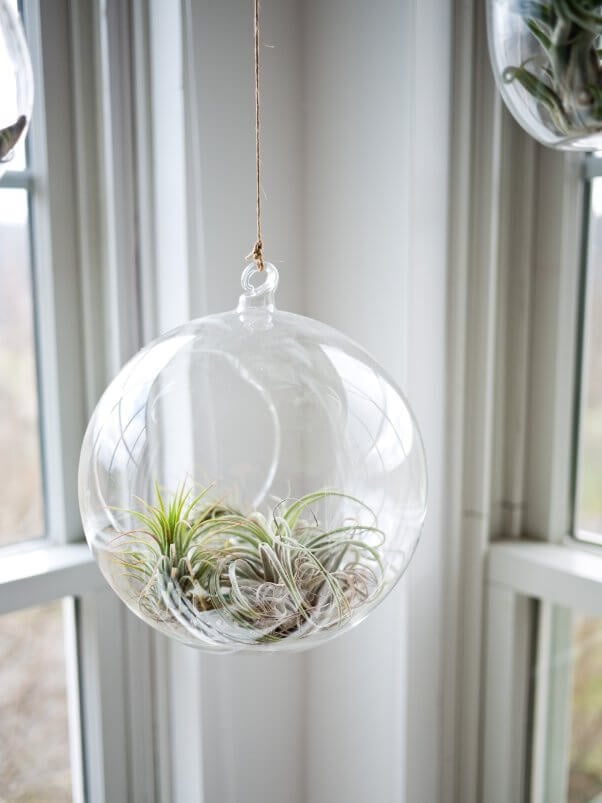 air plant