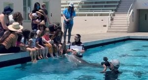 An animatronic dolphin swims up to visitors in Los Angeles. Credit: PETA. 