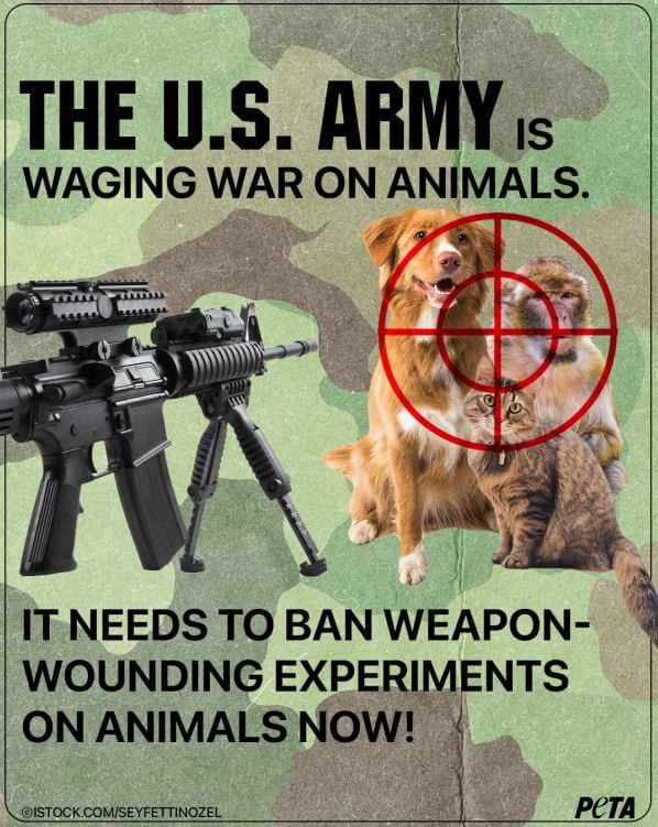 Poster showing a gun aimed at a dog, monkey, and cat. Text reads The US army is waging war on animals. It needs to ban weapon wounding experiments on animals now