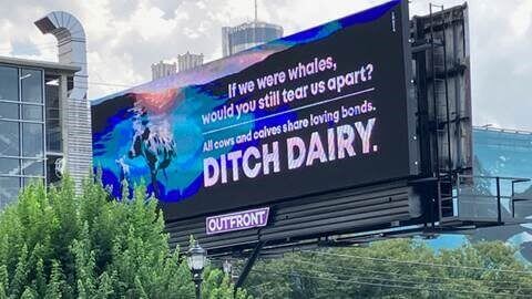 billboard in Atlanta, Georgia, with PETA ad displaying a mother cow and her baby swimming in the ocean like whales, to show that cows and whales have this bond in common and to help humans ditch dairy