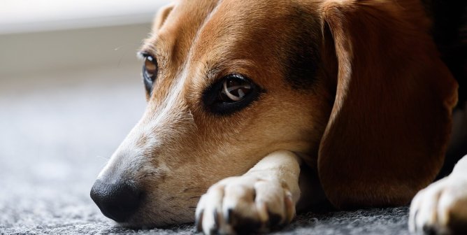 Close up of beagle's face. Their head is resting on their paws