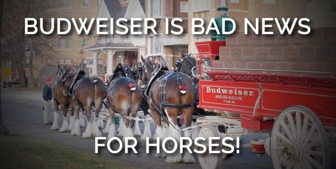 Clydesdale horses pull a Budweiser carriage