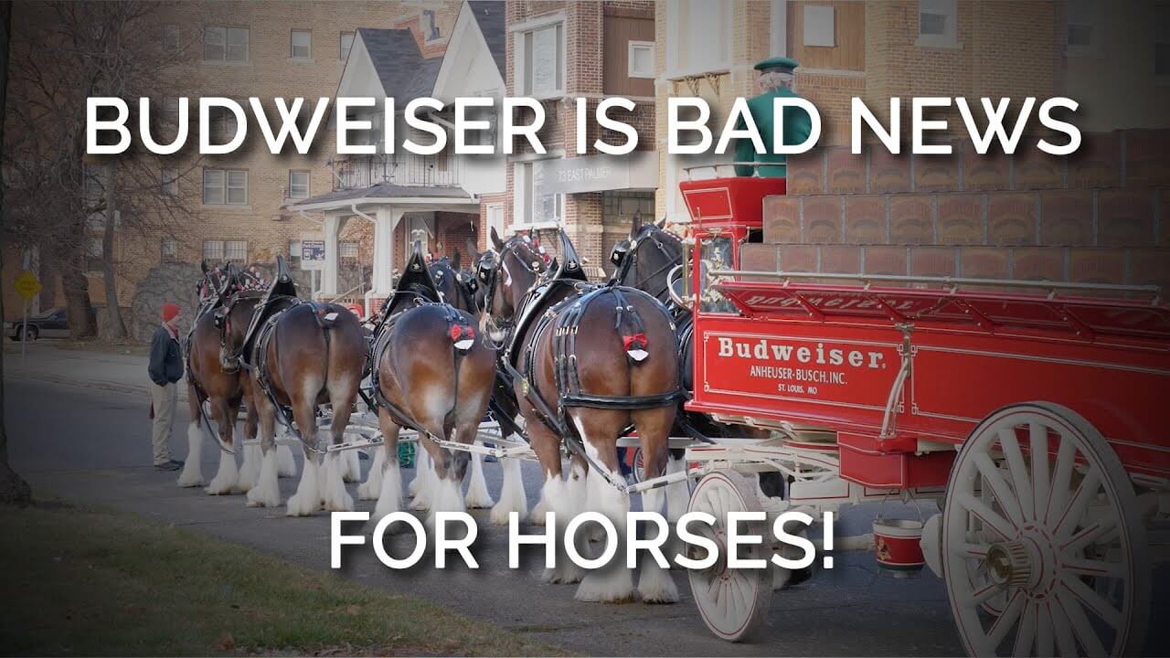 budweiser video thumbnail horse tails biting insects PETA, Intl. Orgs Speak Up for Budweiser Clydesdales
