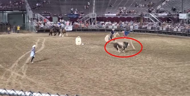 bull who escaped utah rodeo and injured politician's family members