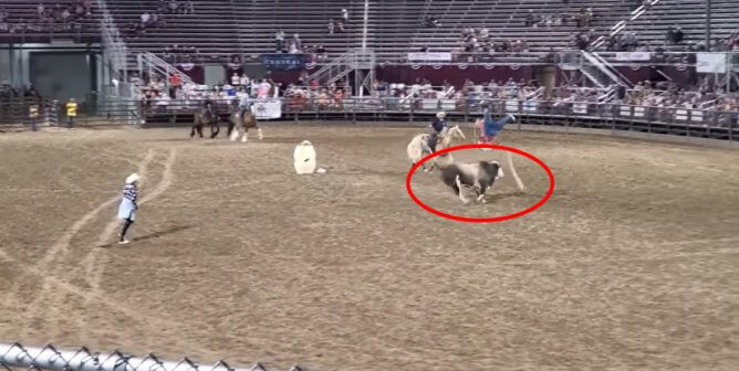 Video of Runaway Bull at Utah Rodeo Proves These Events Are Dangerous for Everyone