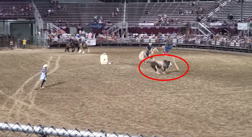 bull escapes rodeo people injured VIDEO: Bull Escapes Utah Rodeo, Injuries Reported