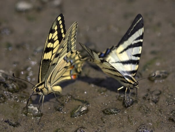 butterfly drinking water in a muddy puddle