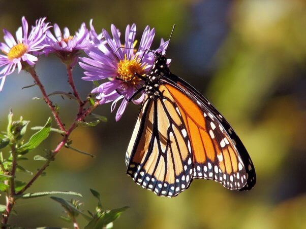 Butterfly on a purple flower