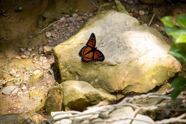 butterfly on rock