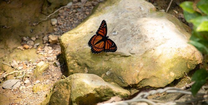 butterfly on rock