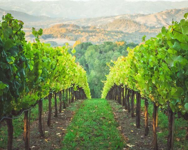 a path in a vineyard looking over a view of California wine country's rolling hills