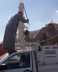 A camel abused in Giza’s tourism industry. Credit: PETA Asia.