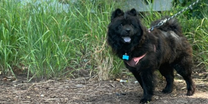 PETA rescue Rainey out for a walk