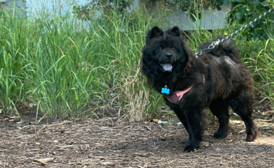 PETA rescue Rainey out for a walk