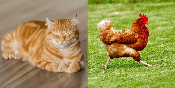 Am I a Cat or a Chicken? Take This Quiz to Find Out if You Know the Difference!