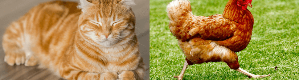 (left) orange cat sitting on wood floor resting their eyes (right) chicken walking in green grass