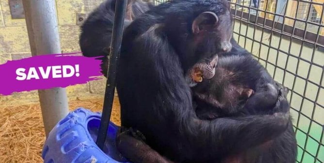 chimpanzees huddled together with purple splash of color with white text "Saved!"