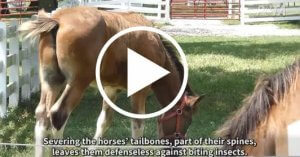 screenshot of Budweiser clydsedale investigation video